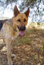 JULIAN, Hund, Deutscher Schäferhund-Mix in Spanien - Bild 4