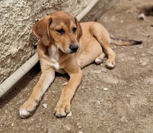 HENNING, Hund, Mischlingshund in Griechenland - Bild 12