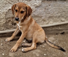 HENNING, Hund, Mischlingshund in Griechenland - Bild 13