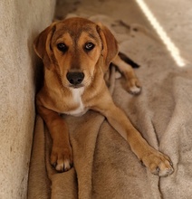 HENNING, Hund, Mischlingshund in Griechenland - Bild 14