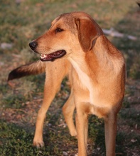 HENNING, Hund, Mischlingshund in Griechenland - Bild 2