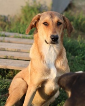 HENNING, Hund, Mischlingshund in Griechenland - Bild 3