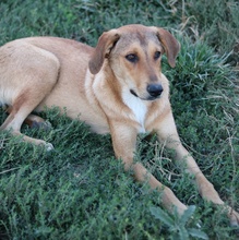 HENNING, Hund, Mischlingshund in Griechenland - Bild 8