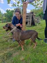 MAZSI2, Hund, Mischlingshund in Ungarn - Bild 3