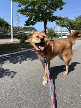 GREY, Hund, Mischlingshund in Korea (Südkorea) - Bild 2