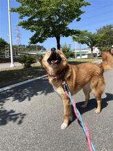 GREY, Hund, Mischlingshund in Korea (Südkorea) - Bild 6