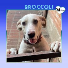 BROCCOLI, Hund, Mischlingshund in Bulgarien - Bild 3