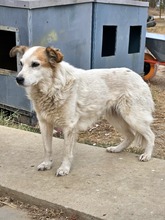 MARIA, Hund, Mischlingshund in Rumänien - Bild 2