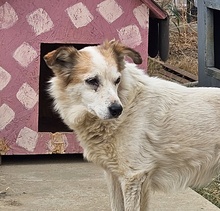 MARIA, Hund, Mischlingshund in Rumänien - Bild 3