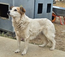 MARIA, Hund, Mischlingshund in Rumänien - Bild 4