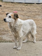 MARIA, Hund, Mischlingshund in Rumänien - Bild 5