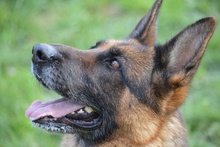 ALMA, Hund, Deutscher Schäferhund in Pulheim - Bild 29