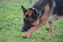 ALMA, Hund, Deutscher Schäferhund in Pulheim - Bild 30