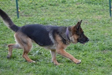ALMA, Hund, Deutscher Schäferhund in Pulheim - Bild 31