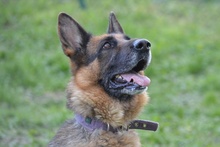 ALMA, Hund, Deutscher Schäferhund in Pulheim - Bild 32
