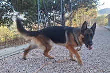 ALMA, Hund, Deutscher Schäferhund in Pulheim - Bild 34
