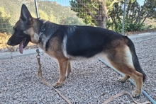 ALMA, Hund, Deutscher Schäferhund in Pulheim - Bild 35