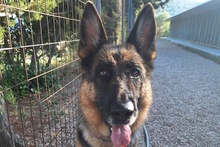 ALMA, Hund, Deutscher Schäferhund in Pulheim - Bild 36