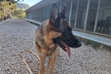 ALMA, Hund, Deutscher Schäferhund in Pulheim - Bild 37