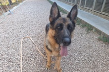 ALMA, Hund, Deutscher Schäferhund in Pulheim - Bild 38