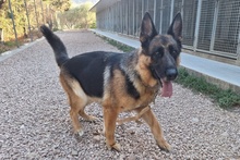 ALMA, Hund, Deutscher Schäferhund in Pulheim - Bild 39