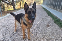 ALMA, Hund, Deutscher Schäferhund in Pulheim - Bild 40