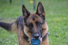 ALMA, Hund, Deutscher Schäferhund in Pulheim - Bild 6