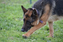 ALMA, Hund, Deutscher Schäferhund in Pulheim - Bild 8