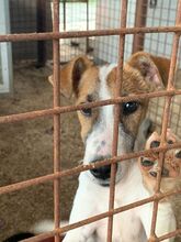 CSINI, Hund, Terrier-Mix in Ungarn - Bild 7