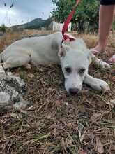 VICI, Hund, Mischlingshund in Italien - Bild 4