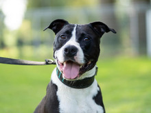 CODY, Hund, American Staffordshire Terrier-Pitbull Terrier-Mix in Hamburg - Bild 1