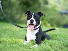 CODY, Hund, American Staffordshire Terrier-Pitbull Terrier-Mix in Hamburg - Bild 2