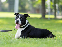 CODY, Hund, American Staffordshire Terrier-Pitbull Terrier-Mix in Hamburg - Bild 3