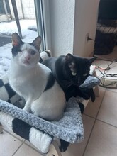 ELMO, Katze, Hauskatze in Grevenbroich - Bild 4