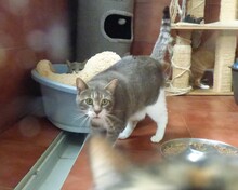 RASHOMON, Katze, Europäisch Kurzhaar in Spanien - Bild 4