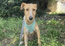 DUARTE, Hund, Mischlingshund in Portugal - Bild 1