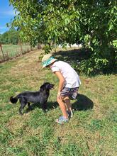 VENDI, Hund, Mischlingshund in Wasbek