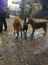 VENDI, Hund, Mischlingshund in Wasbek - Bild 2