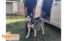 MAX4, Hund, Siberian Husky in Ungarn - Bild 1