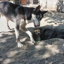 MAX4, Hund, Siberian Husky in Ungarn - Bild 2