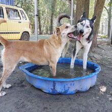 MAX4, Hund, Siberian Husky in Ungarn - Bild 3