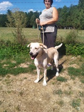 DORSCHA, Hund, Labrador-Mix in Ungarn