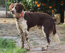 STUART, Hund, Kleiner Münsterländer-Mix in Spanien - Bild 1