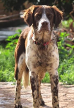 STUART, Hund, Kleiner Münsterländer-Mix in Spanien - Bild 2