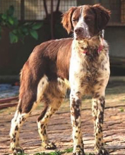 STUART, Hund, Kleiner Münsterländer-Mix in Spanien - Bild 3