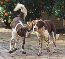 STUART, Hund, Kleiner Münsterländer-Mix in Spanien - Bild 4