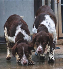 STUART, Hund, Kleiner Münsterländer-Mix in Spanien - Bild 6