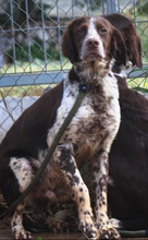 STUART, Hund, Kleiner Münsterländer-Mix in Spanien - Bild 7