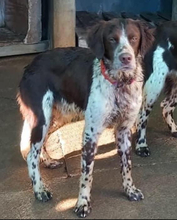 STUART, Hund, Kleiner Münsterländer-Mix in Spanien - Bild 9