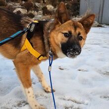 KELLY, Hund, Jindo-Mix in Korea (Südkorea) - Bild 1